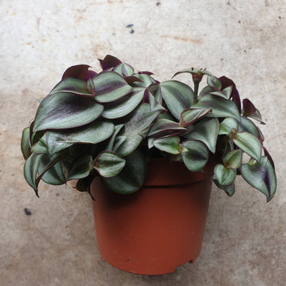 Tradescantia purpusii (Inch plant/ Wandering Dude)