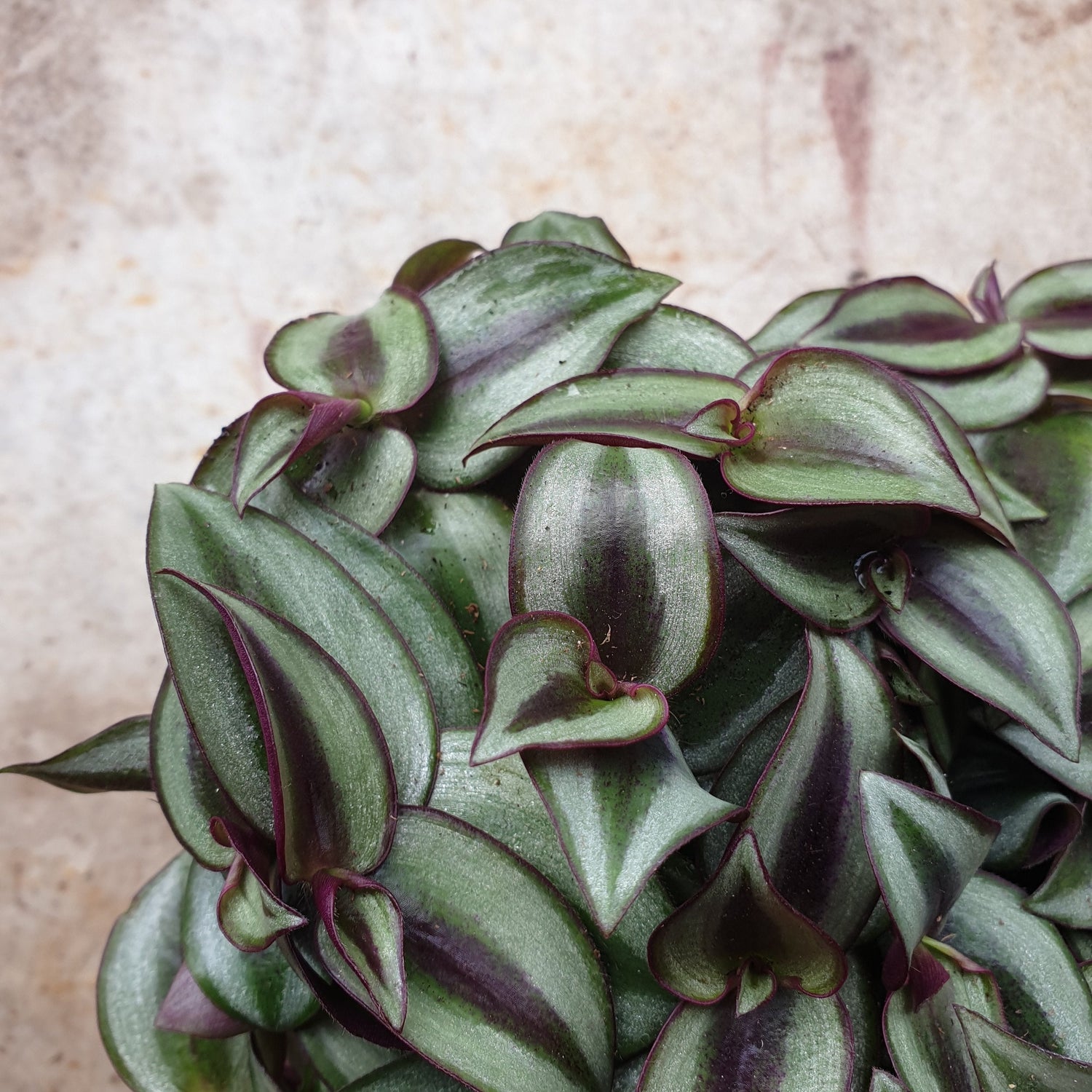 Tradescantia purpusii (Inch plant/ Wandering Dude)