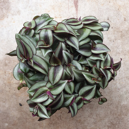 Tradescantia purpusii (Inch plant/ Wandering Dude)