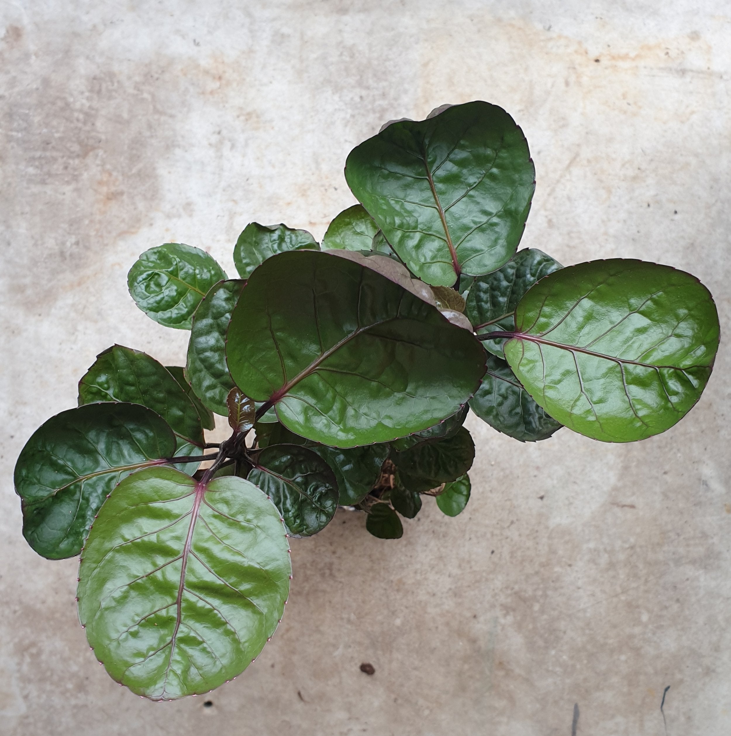 Polyscias fabian (Dinner Plate Aralia)