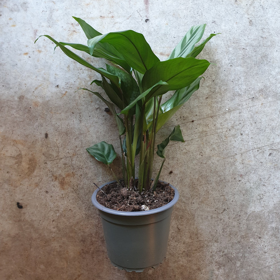 Goeppertia concinna syn. Calathea leopadina &