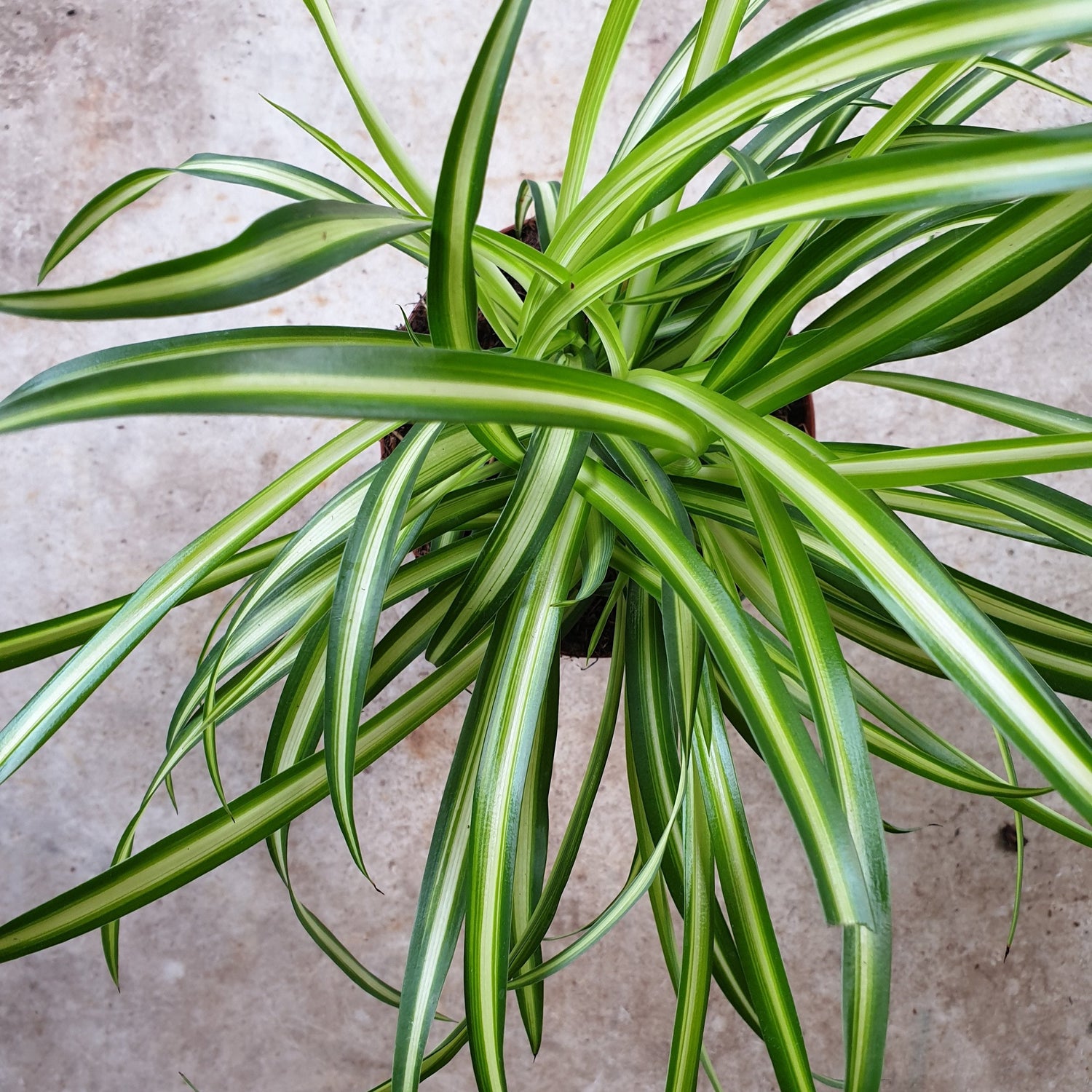 Chlorophytum comosum (Spider Plant)