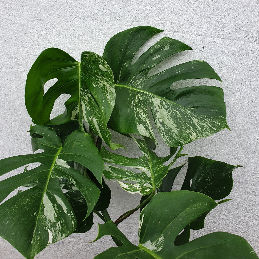 Monstera deliciosa &