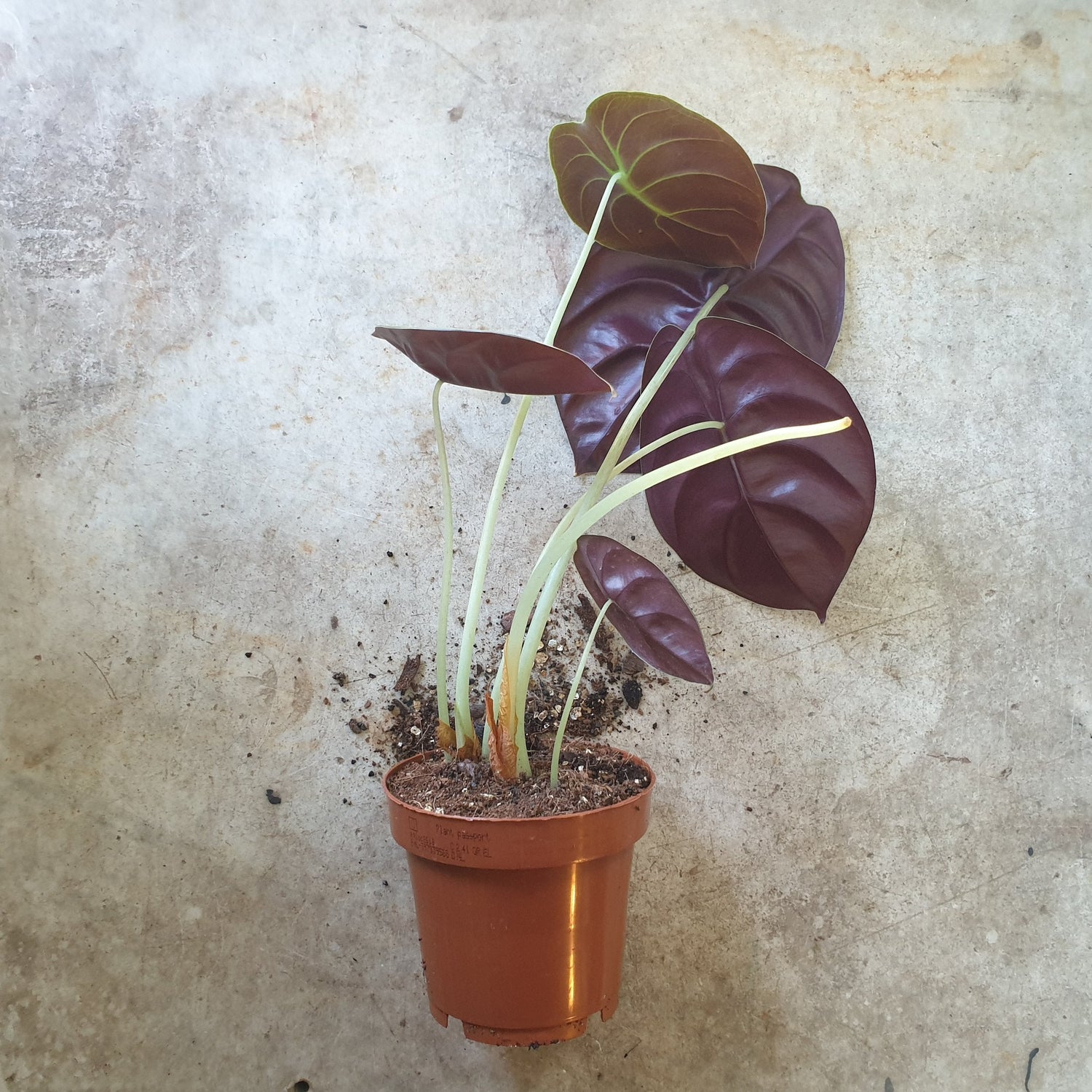 Alocasia cuprea 'Red secret' | Between Two Thorns