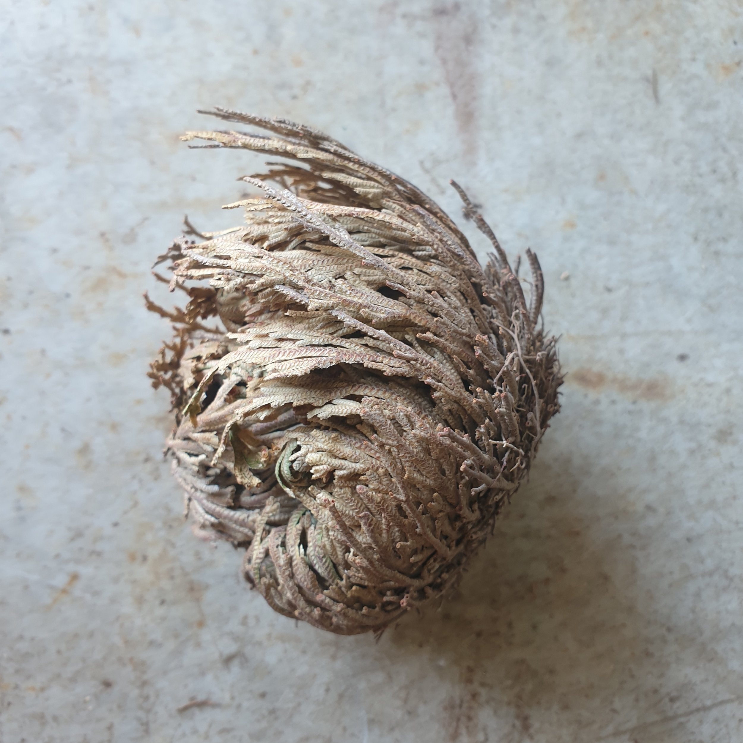 Selaginella lepidophylla (Rescurrection fern/Desert rose)