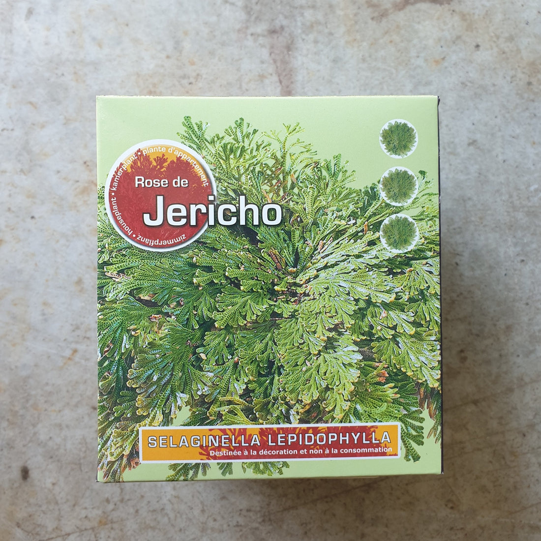 Selaginella lepidophylla (Rescurrection fern/Desert rose)