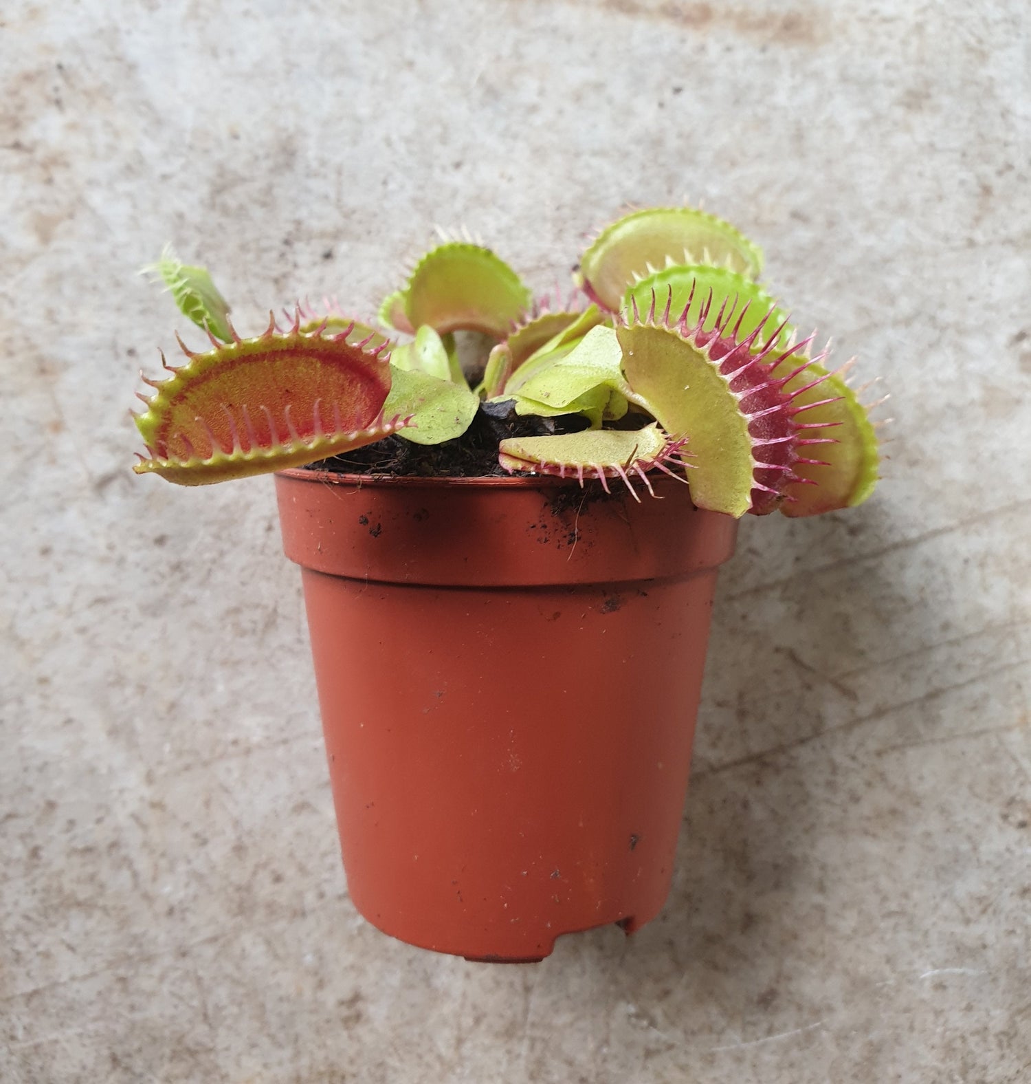 Dionaea muscipula (Venus flytrap)