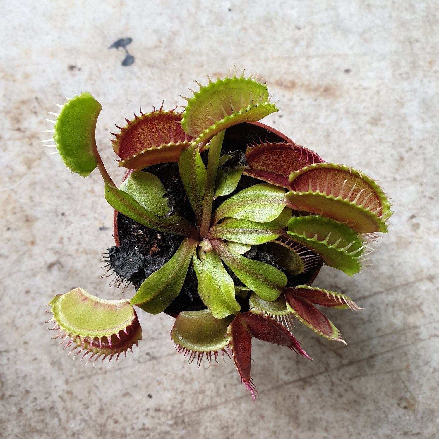 Dionaea muscipula (Venus flytrap)
