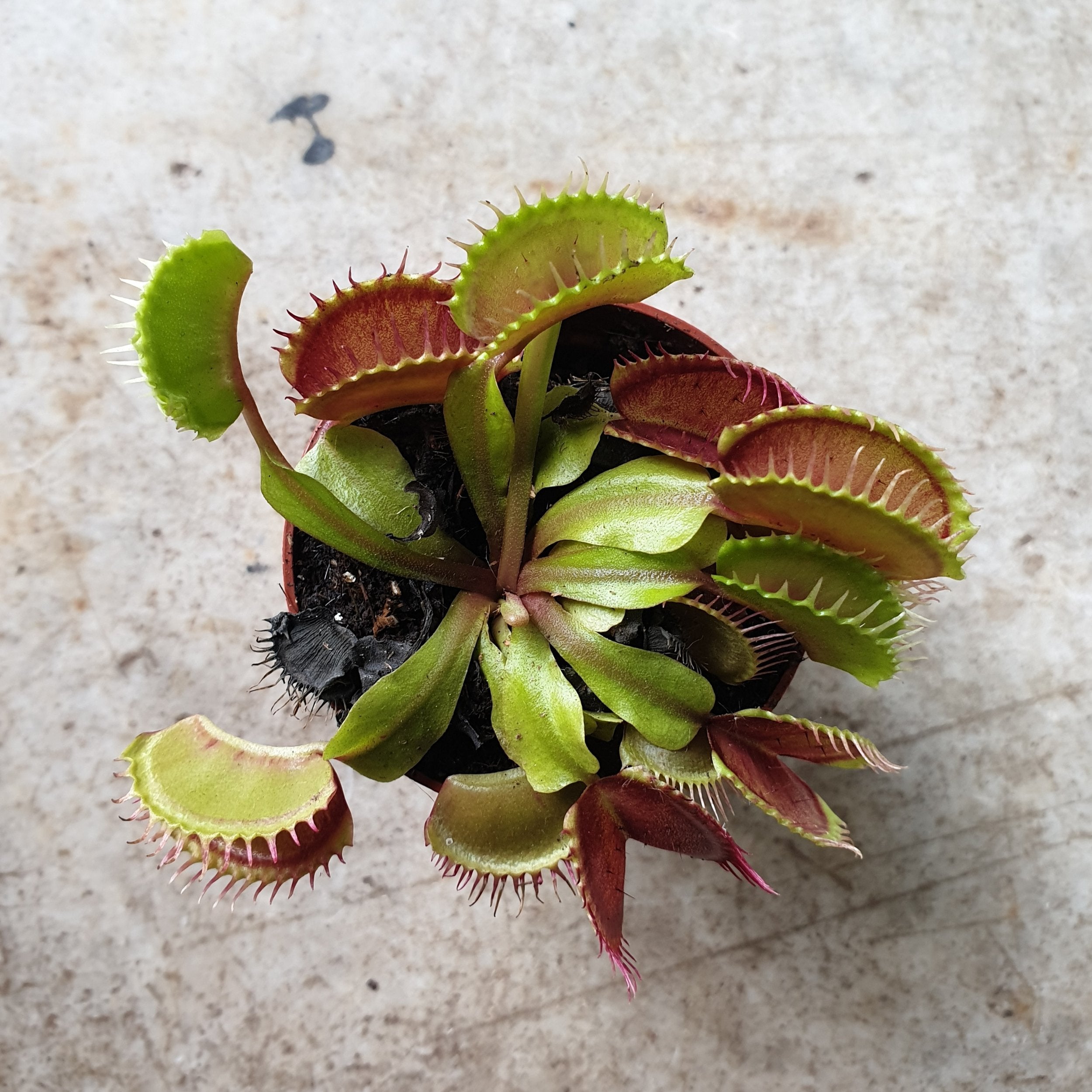 Dionaea muscipula (Venus flytrap)