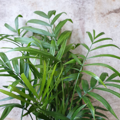 Chamaedorea elegans (Parlour palm)- Various Sizes