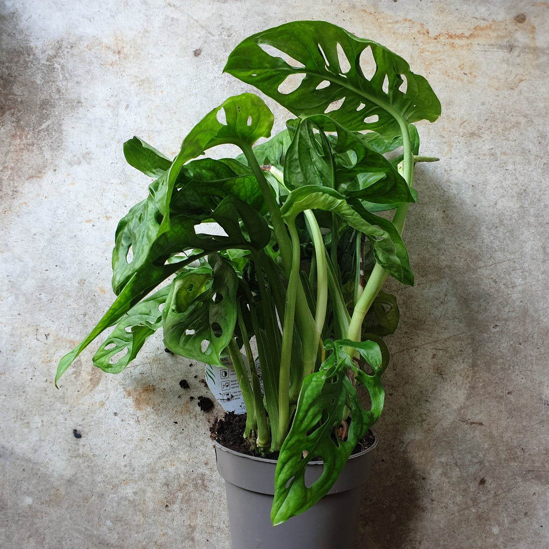Monstera adansonii &