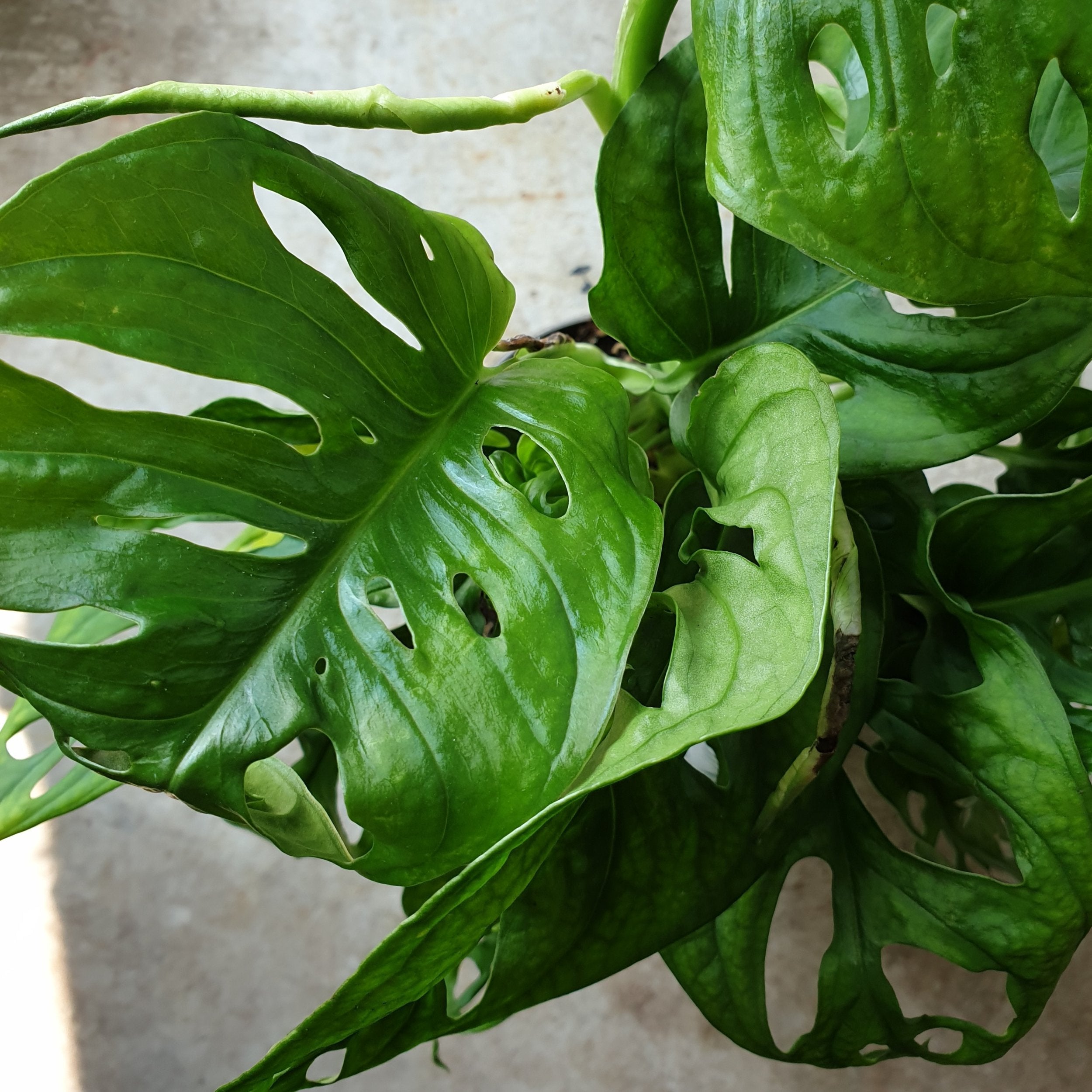 Monstera adansonii &