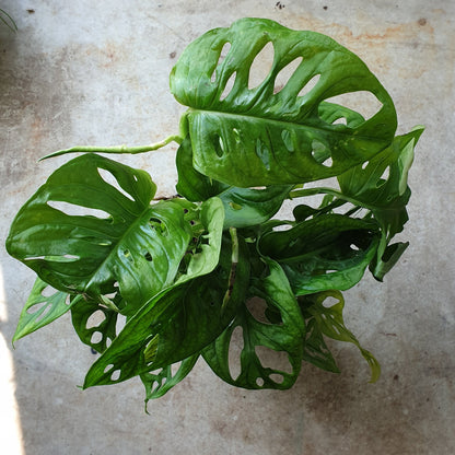 Monstera adansonii &