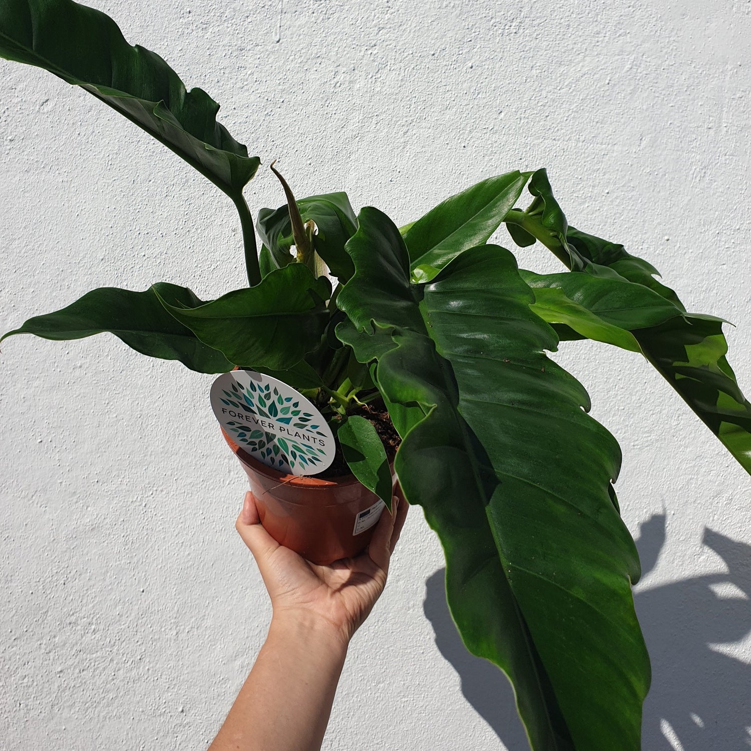 Philodendron &