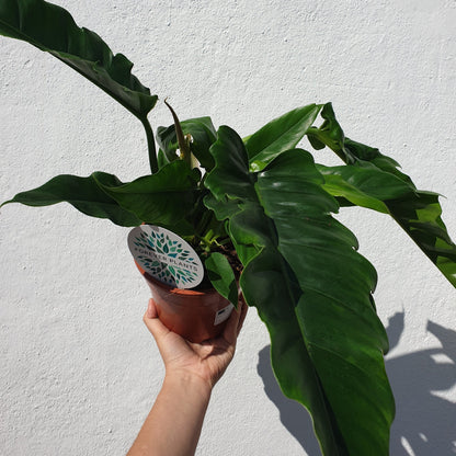 Philodendron &