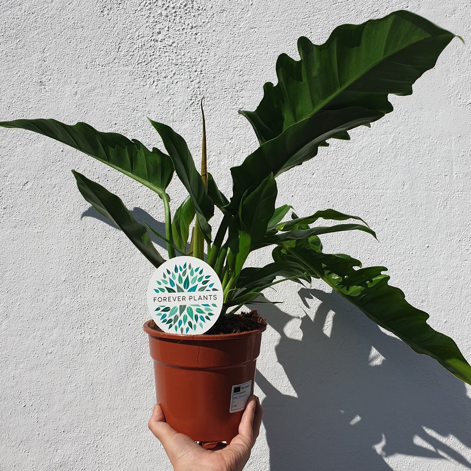 Philodendron &