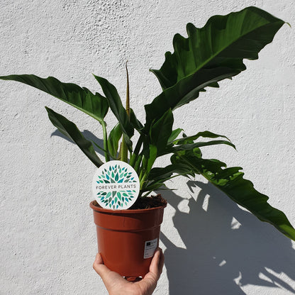 Philodendron &