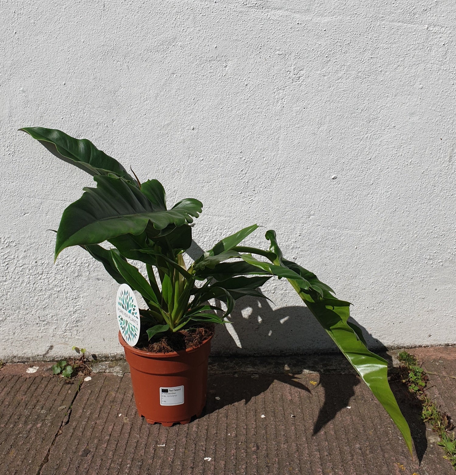 Philodendron &
