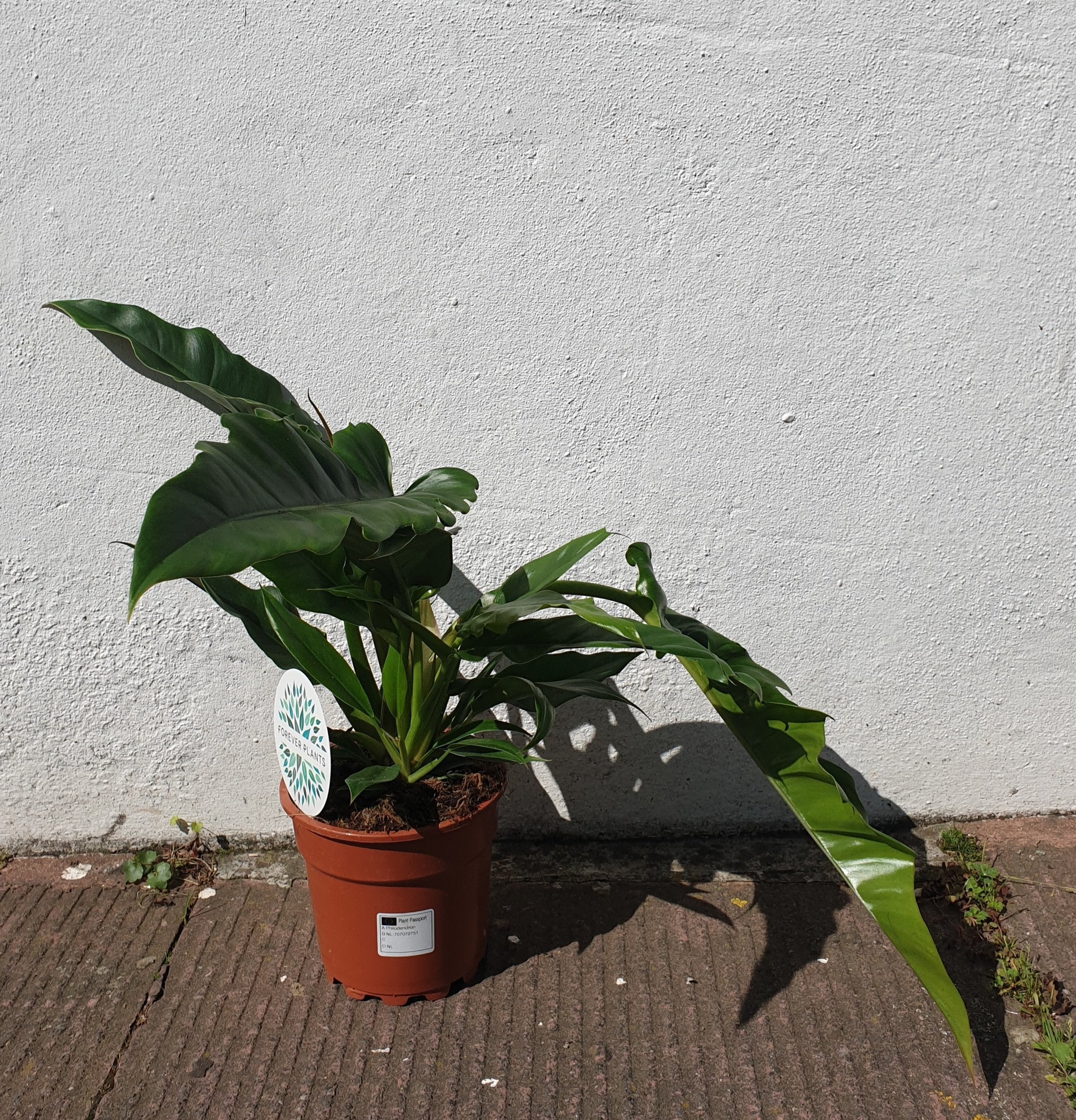 Philodendron &
