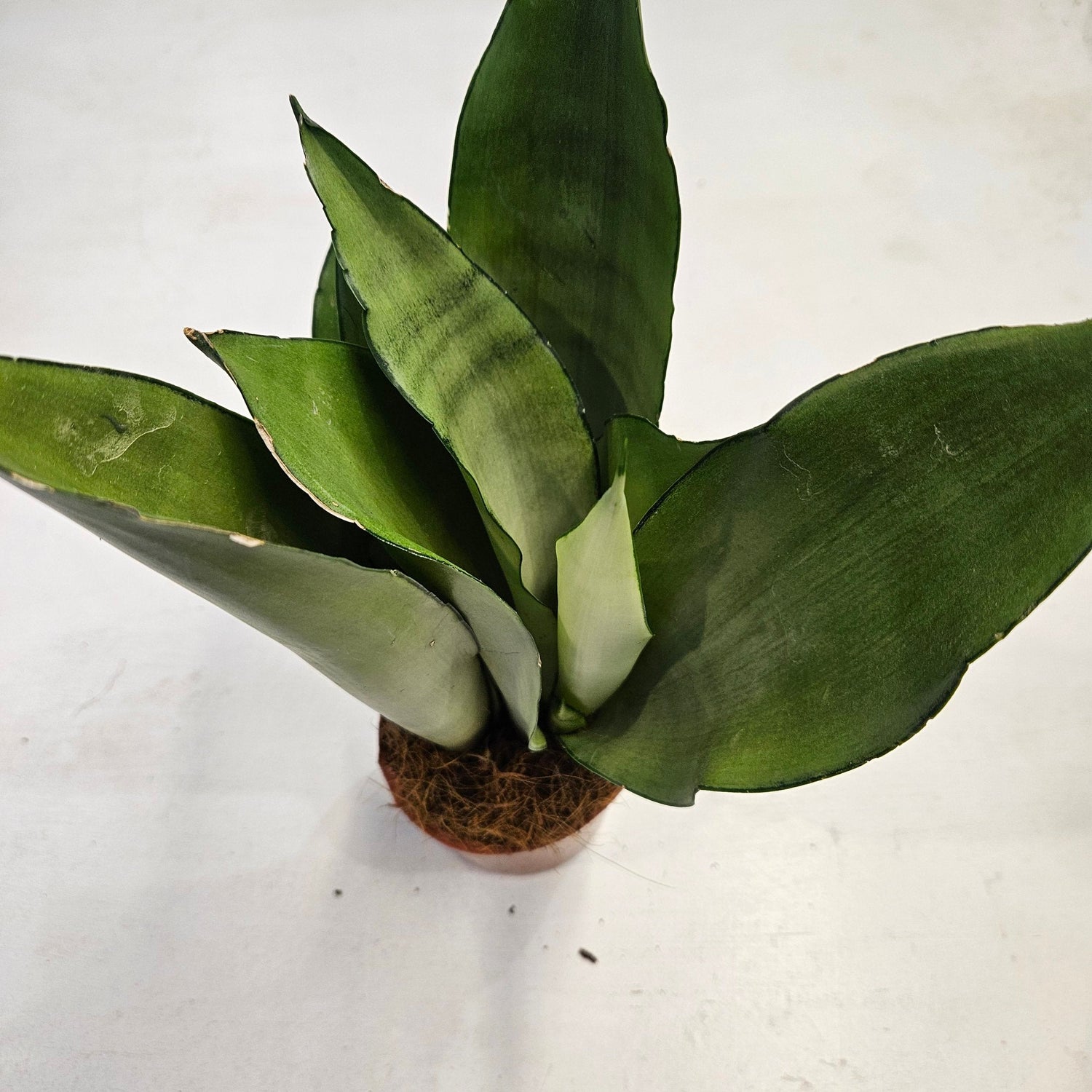 Sansevieria trifiasciata &