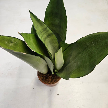 Sansevieria trifiasciata &