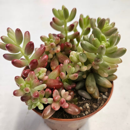 Sedum rubrotinctum rosea &
