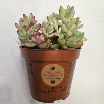 Sedum rubrotinctum rosea &