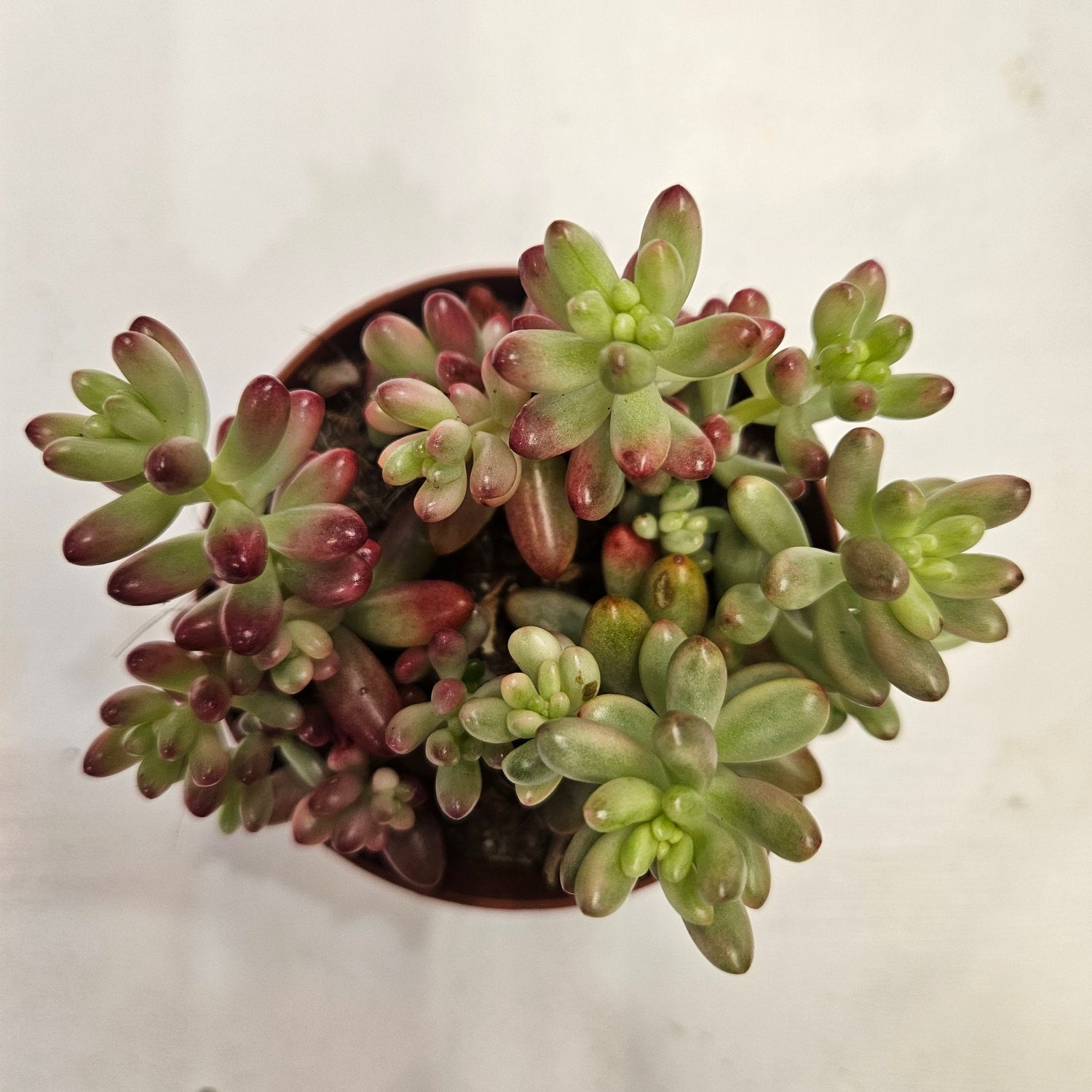 Sedum rubrotinctum rosea &