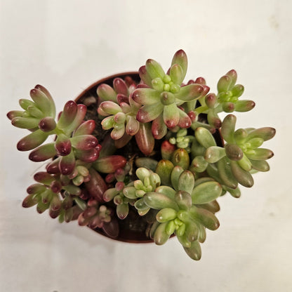 Sedum rubrotinctum rosea &