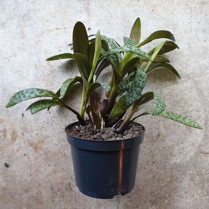 Ledebouria socialis (Scilla Violacea/Leopard Lily)