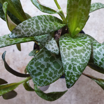 Ledebouria socialis (Scilla Violacea/Leopard Lily)