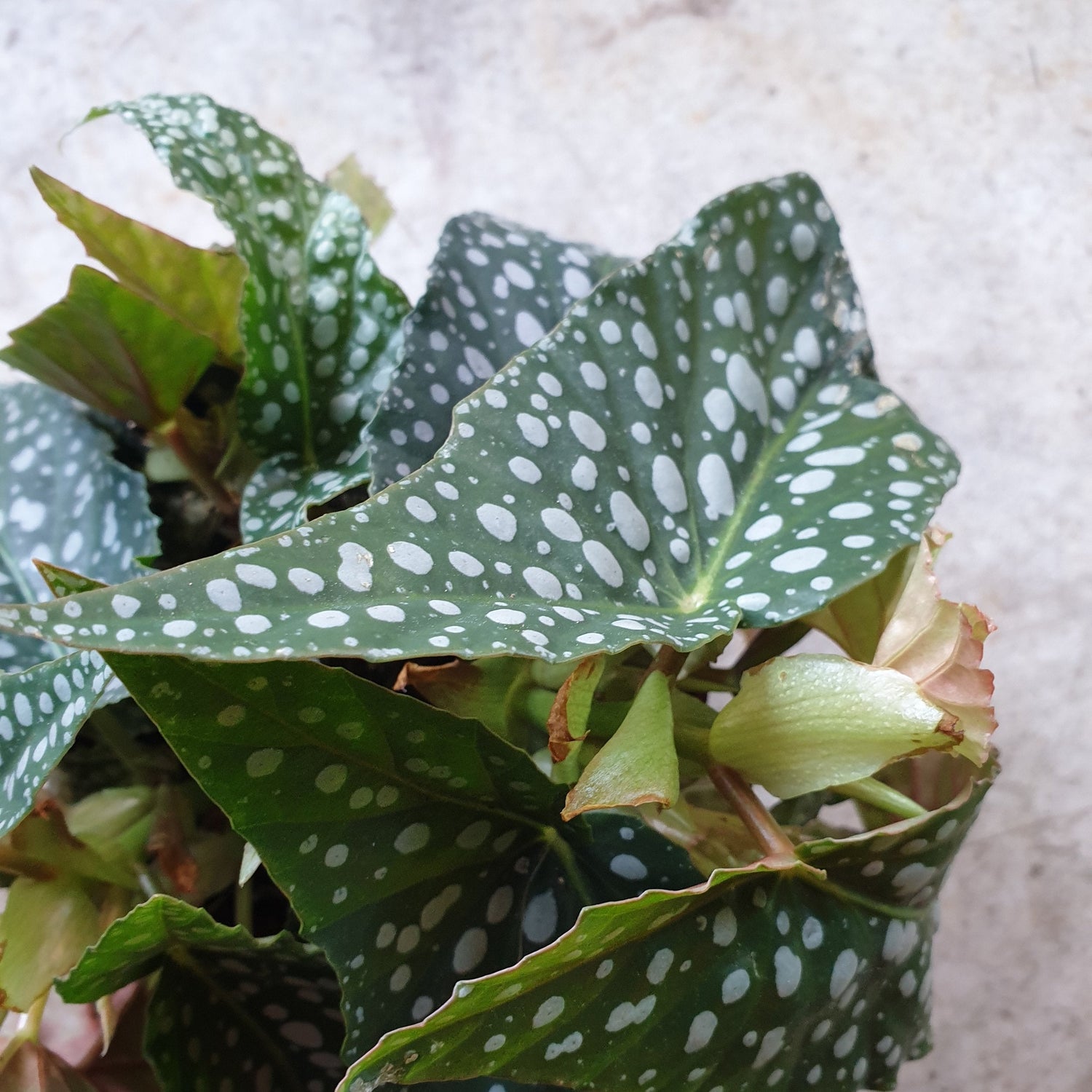 Begonia maculata &