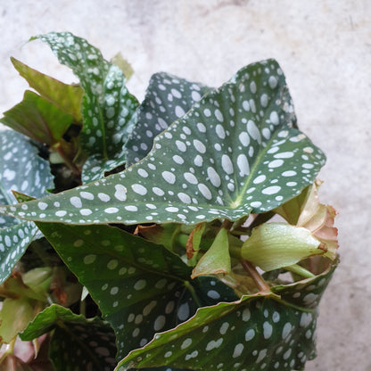 Begonia maculata &