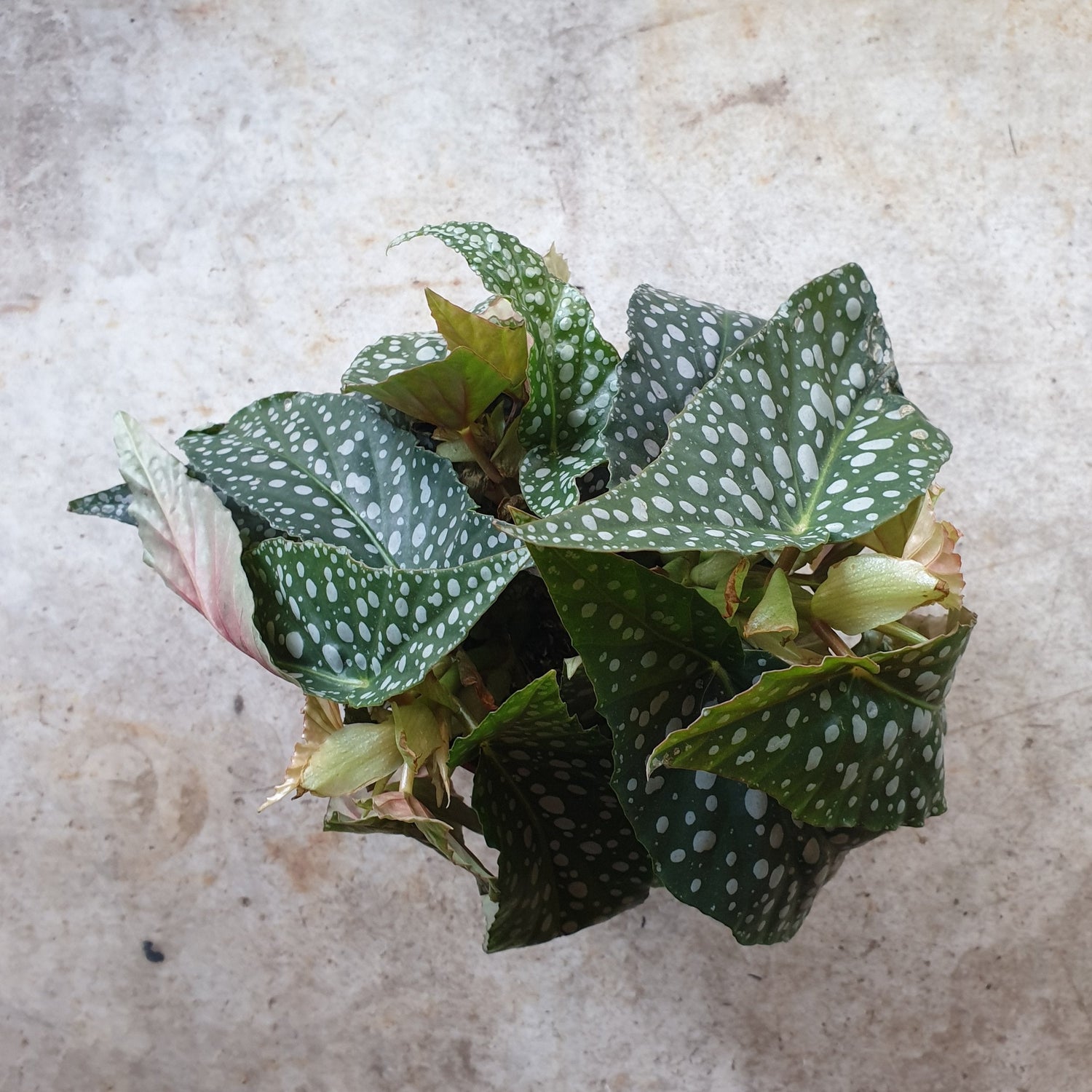 Begonia maculata &