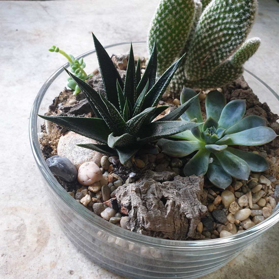 Round Glass Bowl Open Terrarium