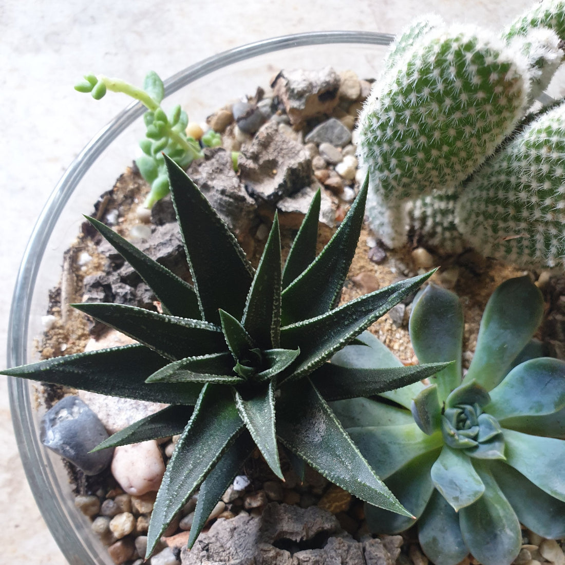 Round Glass Bowl Open Terrarium