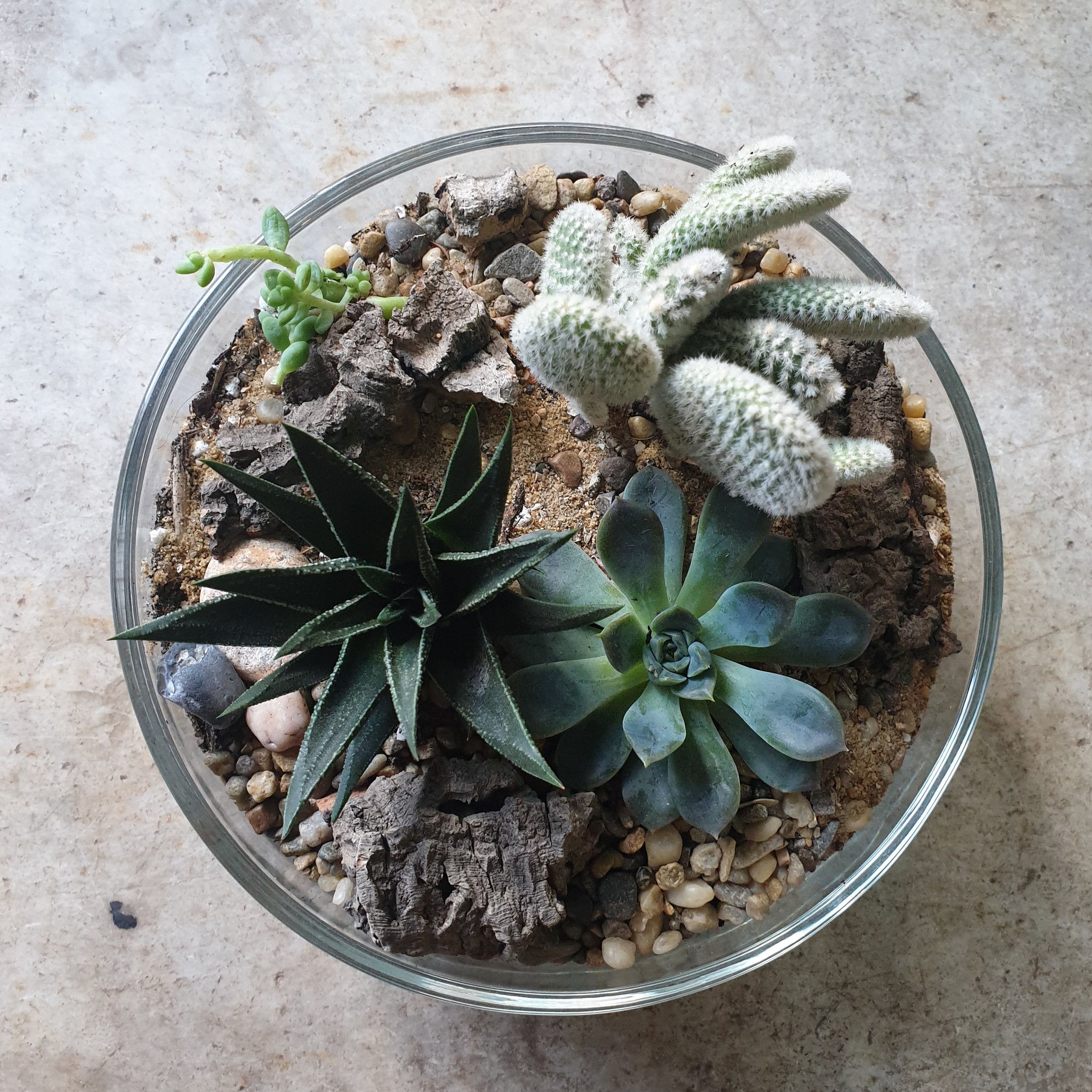 Round Glass Bowl Open Terrarium