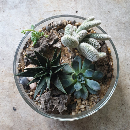 Round Glass Bowl Open Terrarium
