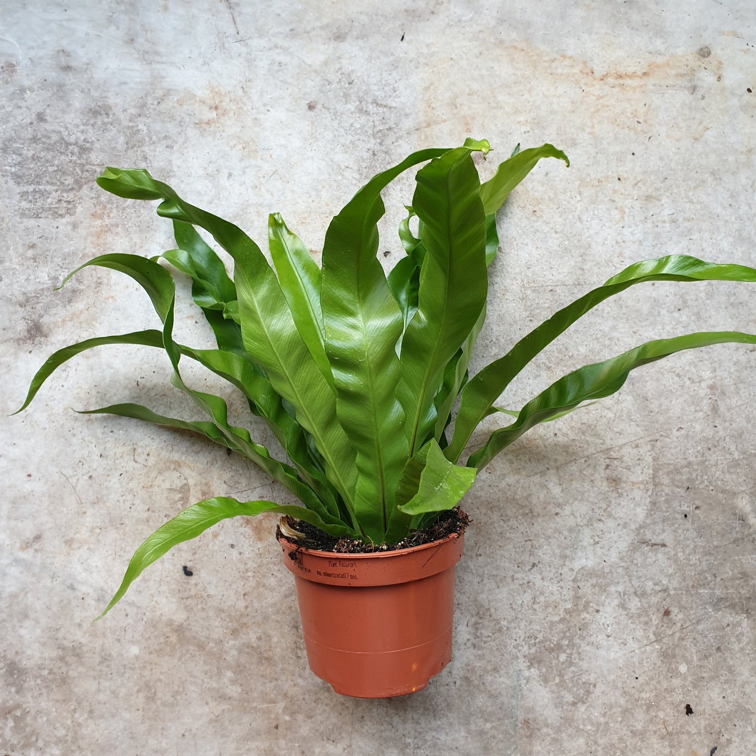 Asplenium antiquum (Birds Nest Fern)
