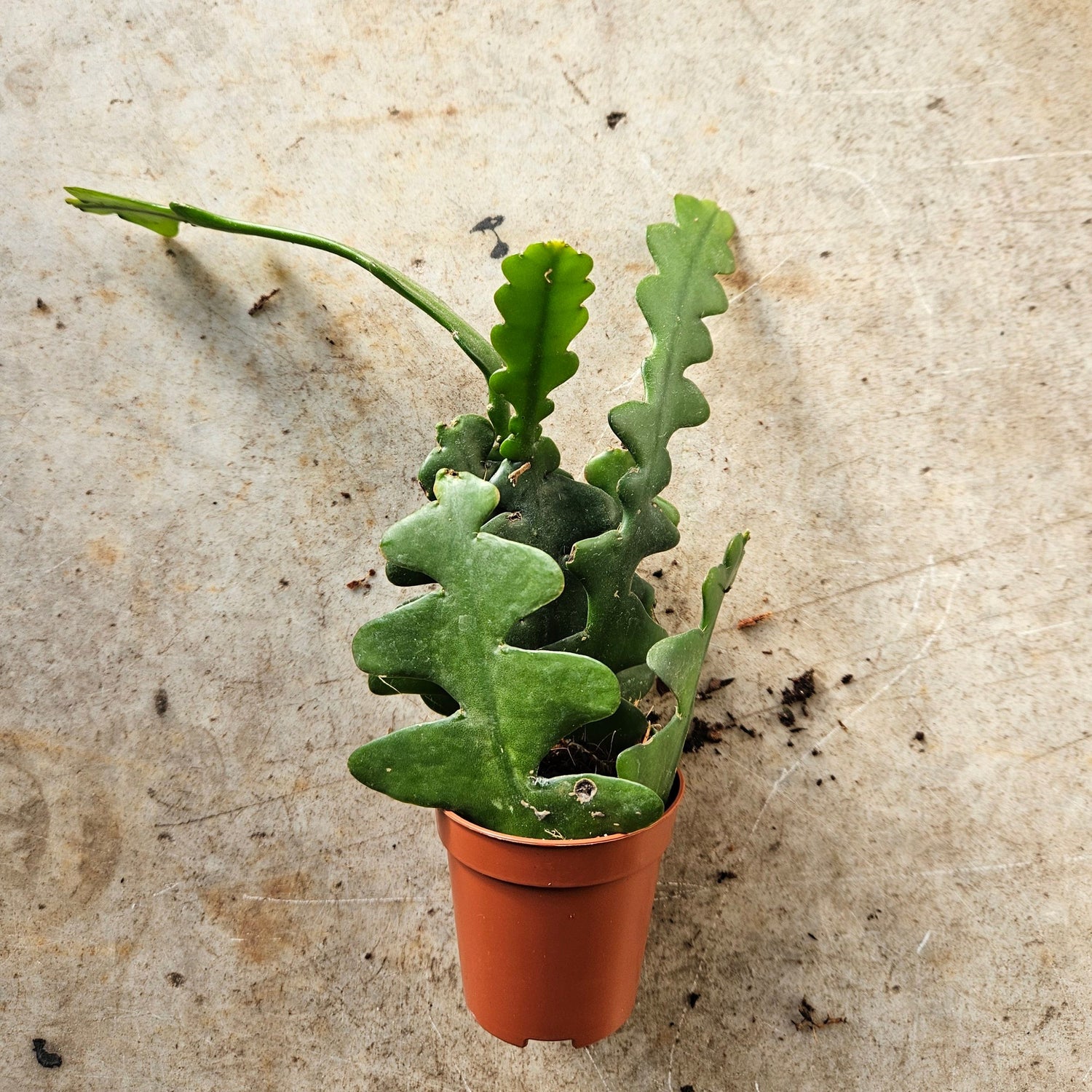 Disocactus anguliger syn. Epiphyllum anguliger (Fishbone Cactus)- Multiple sizes