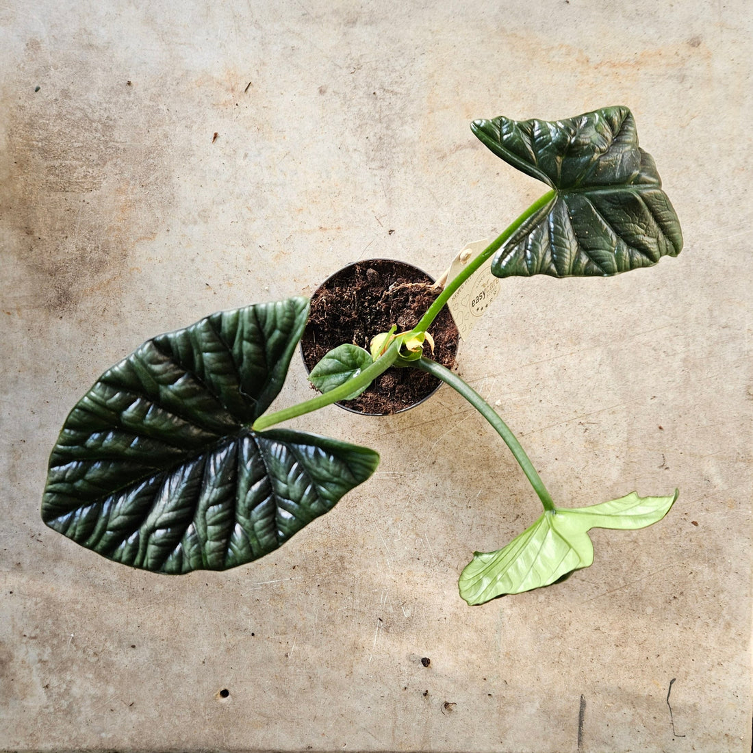 Alocasia Sinuata (Quilted Dreams/ Elephant Ear)