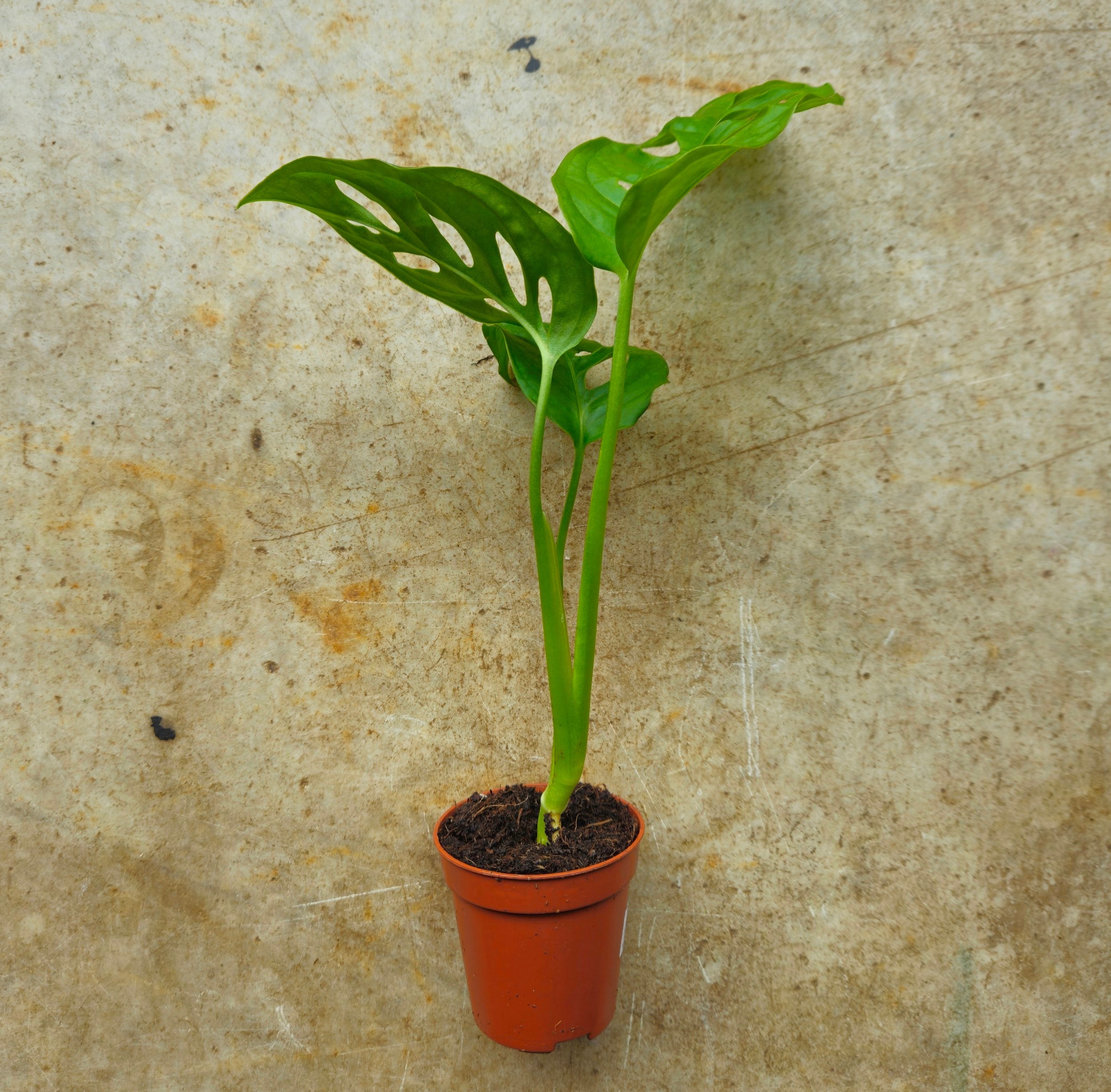 Monstera adansonii &