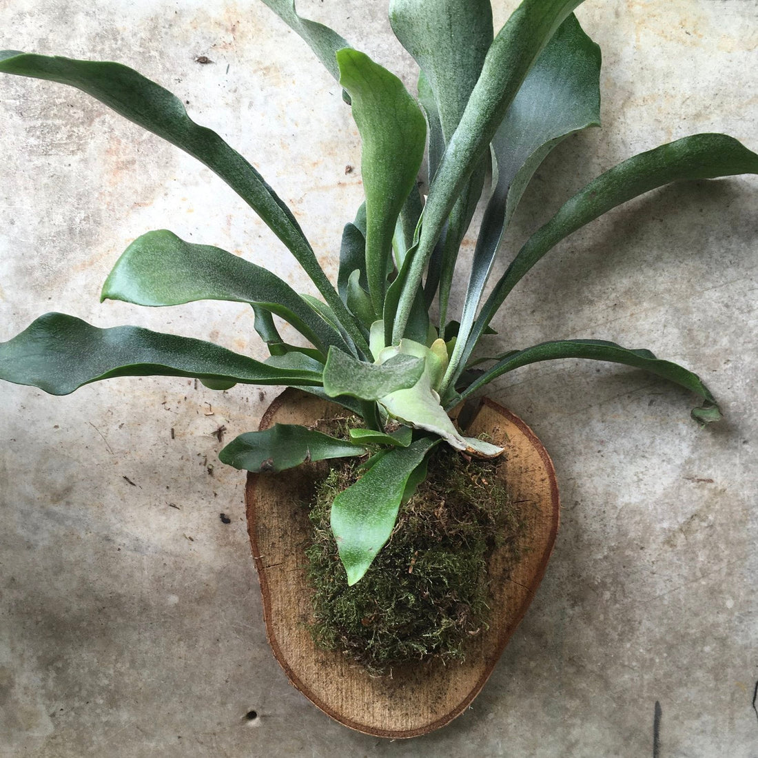 Epiphyte Staghorn Fern mounted on wood