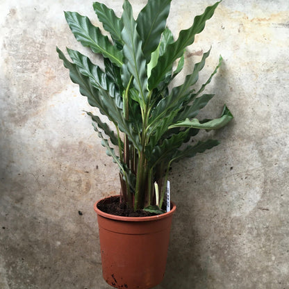 Goeppertia rufibarba syn. Calathea rufibarba (Velvet Calathea) Various sizes