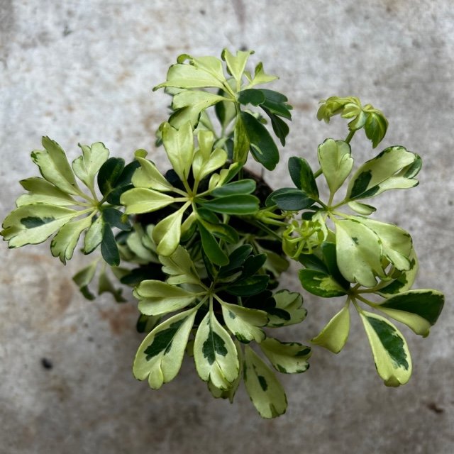 schefflera arboricola janine Schefflera arboricola 'Janine' (Umbrella plant)