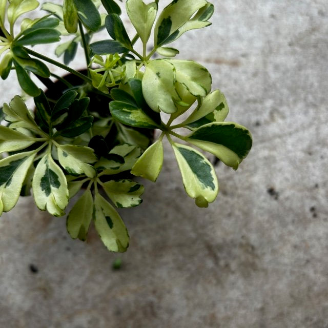 Schefflera arboricola &