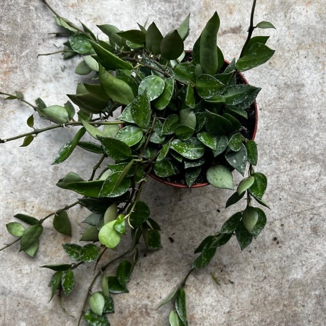 Hoya krohniana pubicalyx &