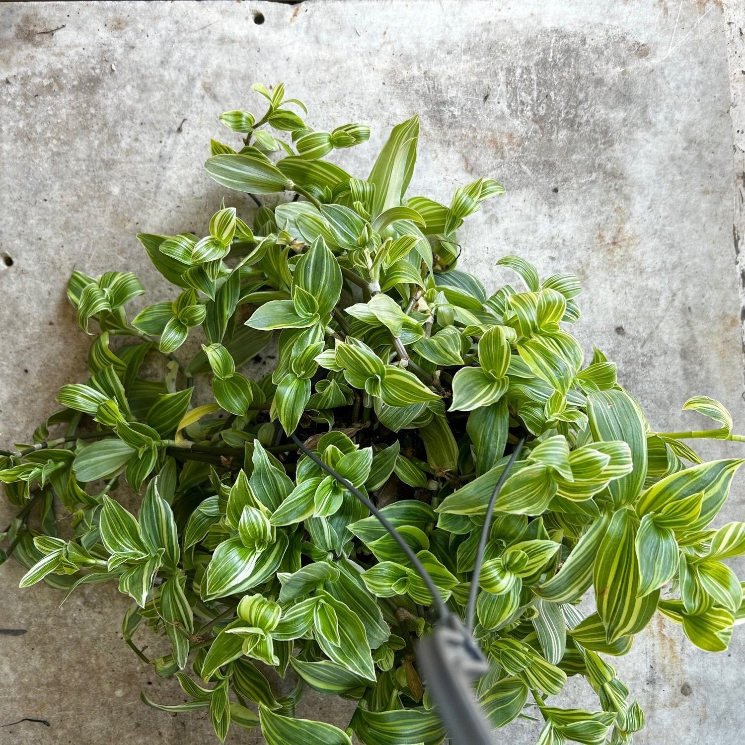 Tradescantia fluminensis &