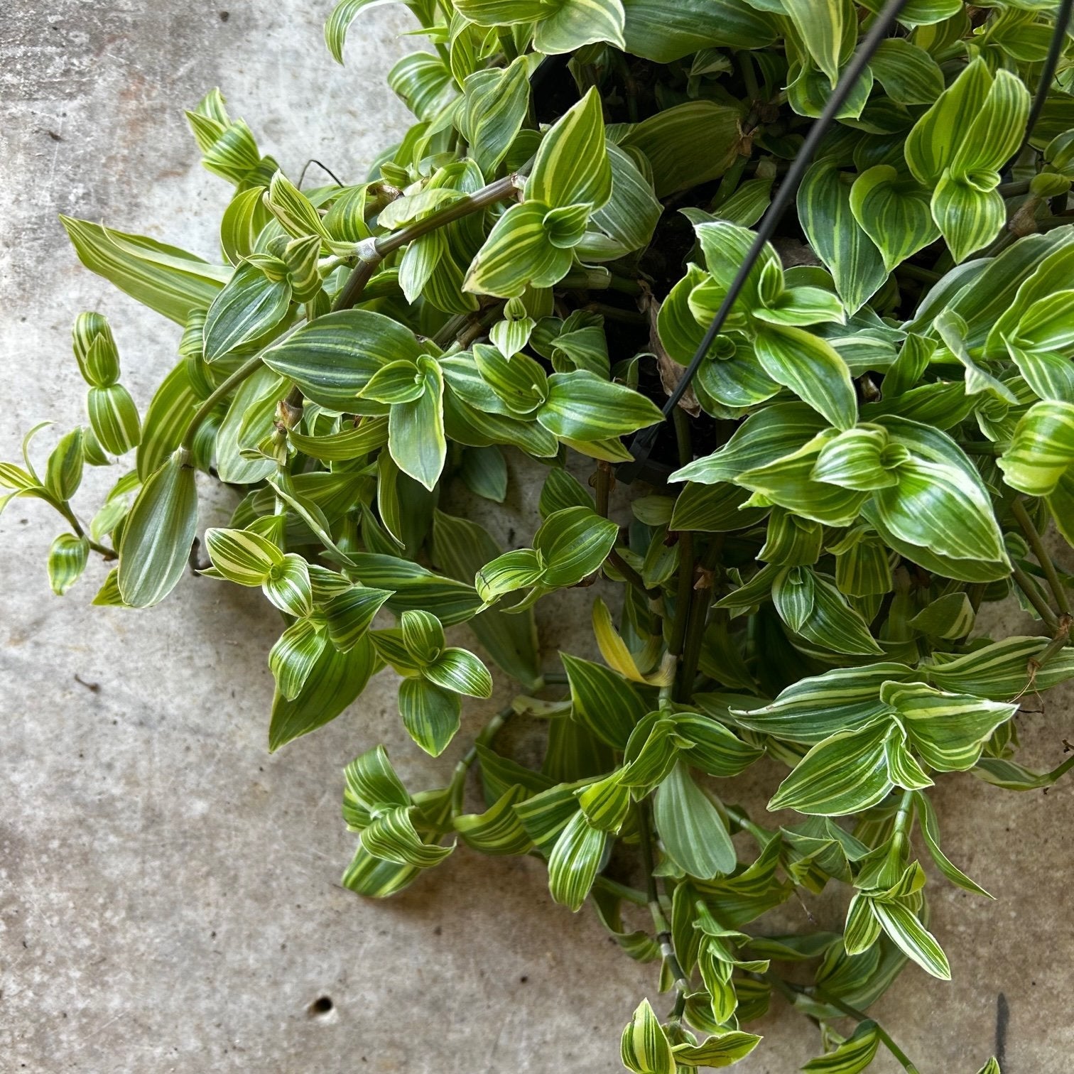 Tradescantia fluminensis &