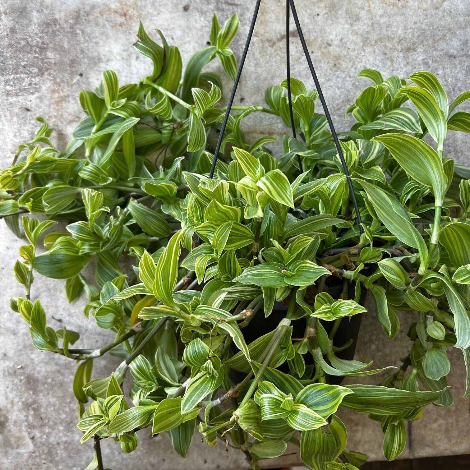 Tradescantia fluminensis &